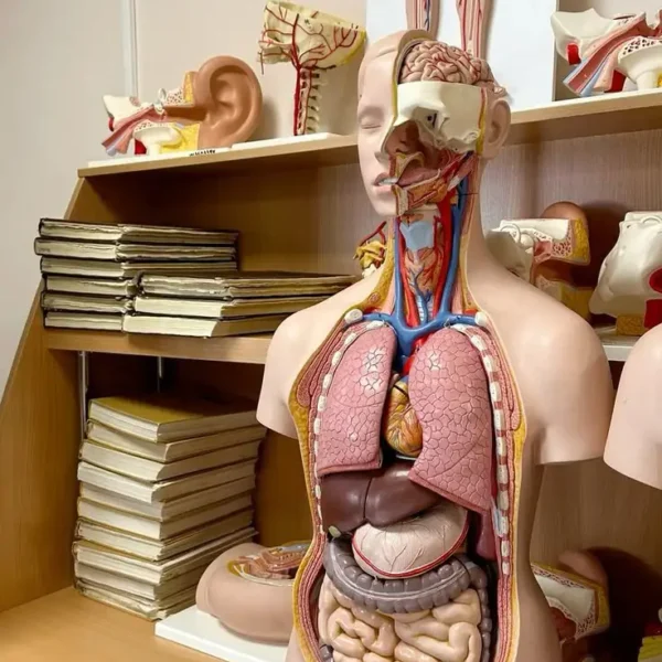 Est-ce que la vente d’organe est légale au Togo