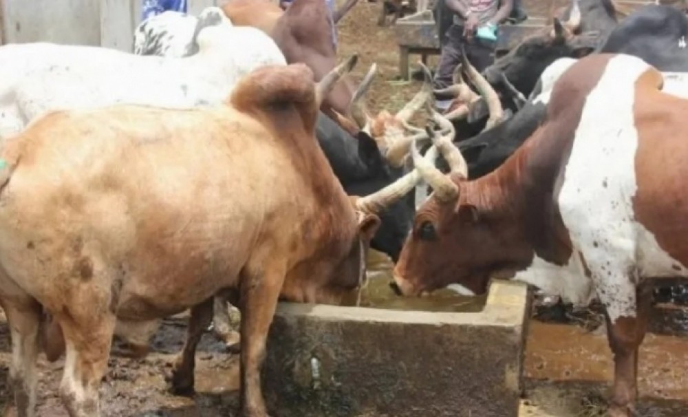 prescription vol betail Togo : consultation juridique professionnels africains