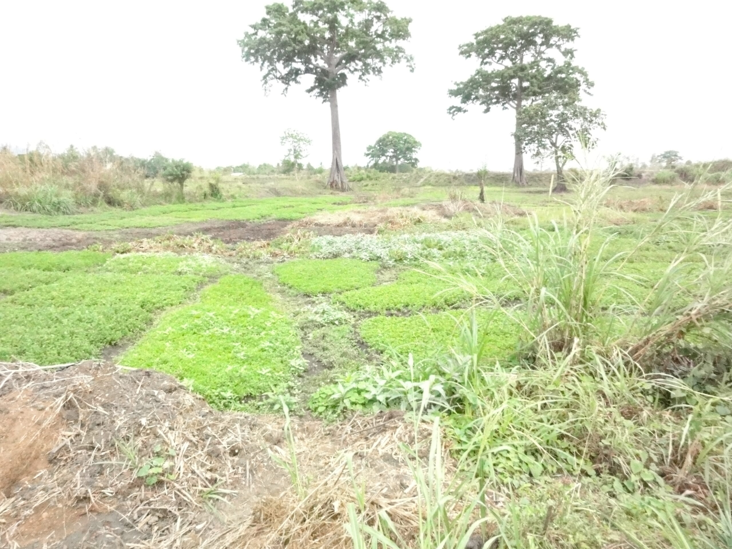 Transhumance conflits fonciers Togo : agriculture dans les vallées togolaises