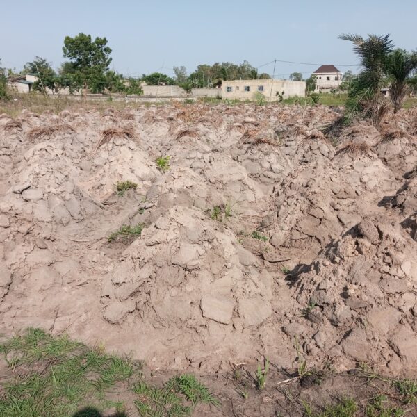 Transhumance conflits fonciers Togo : champ d'ignames togolais menacé par les troupeaux
