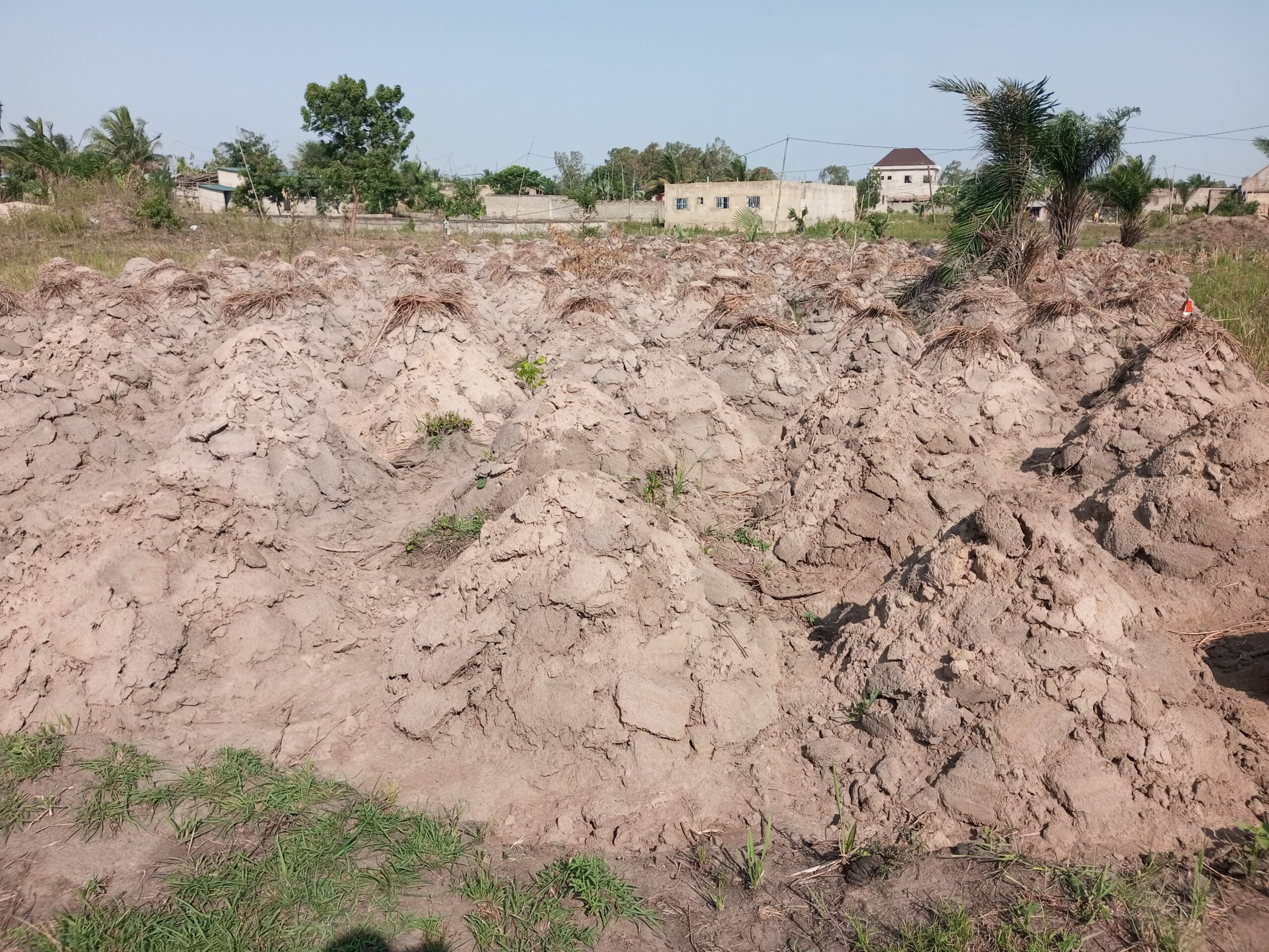 Transhumance conflits fonciers Togo : champ d'ignames togolais menacé par les troupeaux