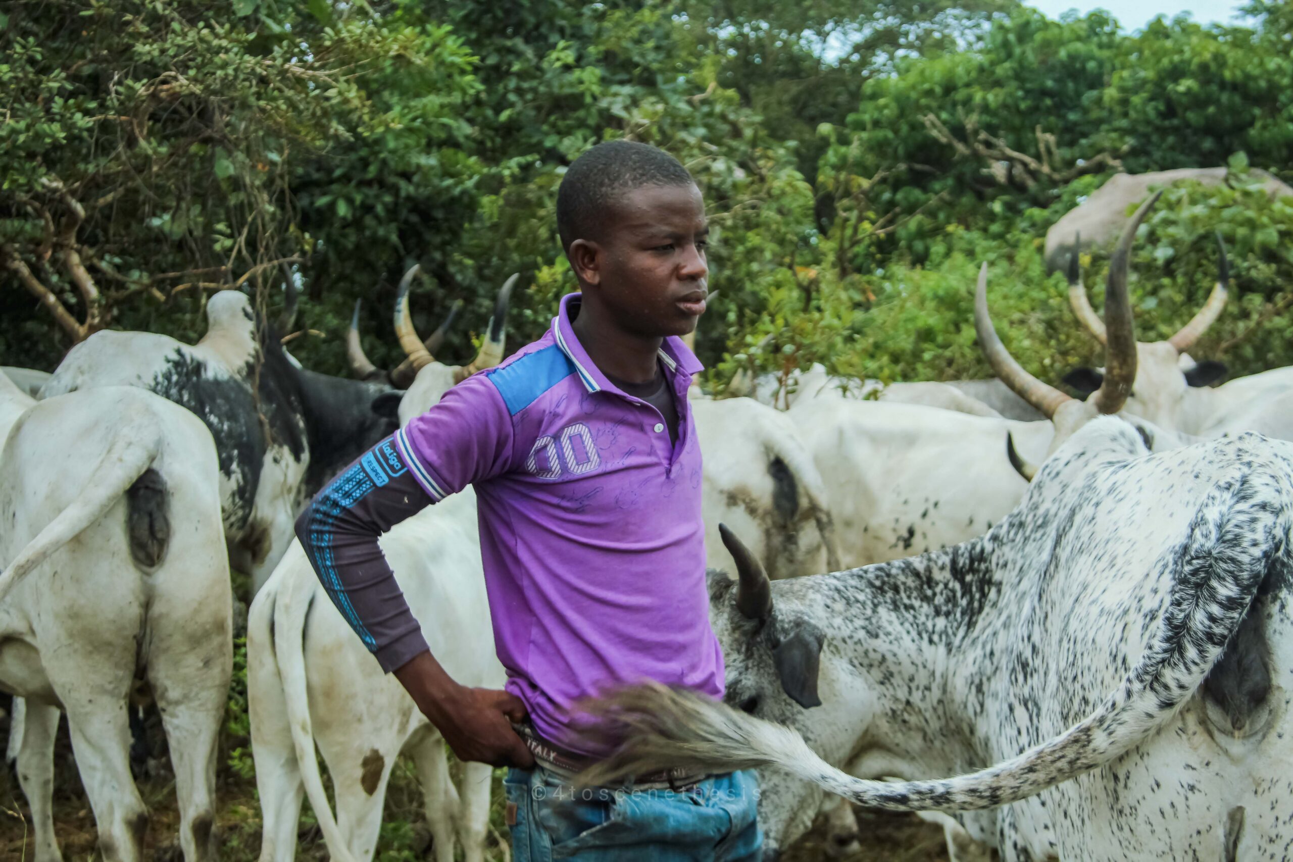 Transhumance conflits fonciers Togo : éleveur peul avec son troupeau de bovins