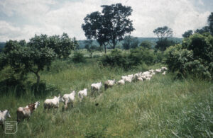 Transhumance conflits fonciers Togo : troupeau de bovins traversant la savane ouest-africaine