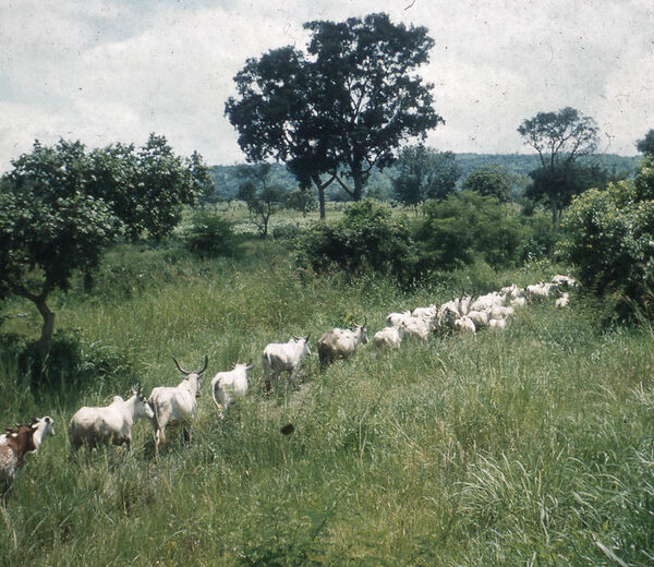 Transhumance conflits fonciers Togo : troupeau de bovins traversant la savane ouest-africaine