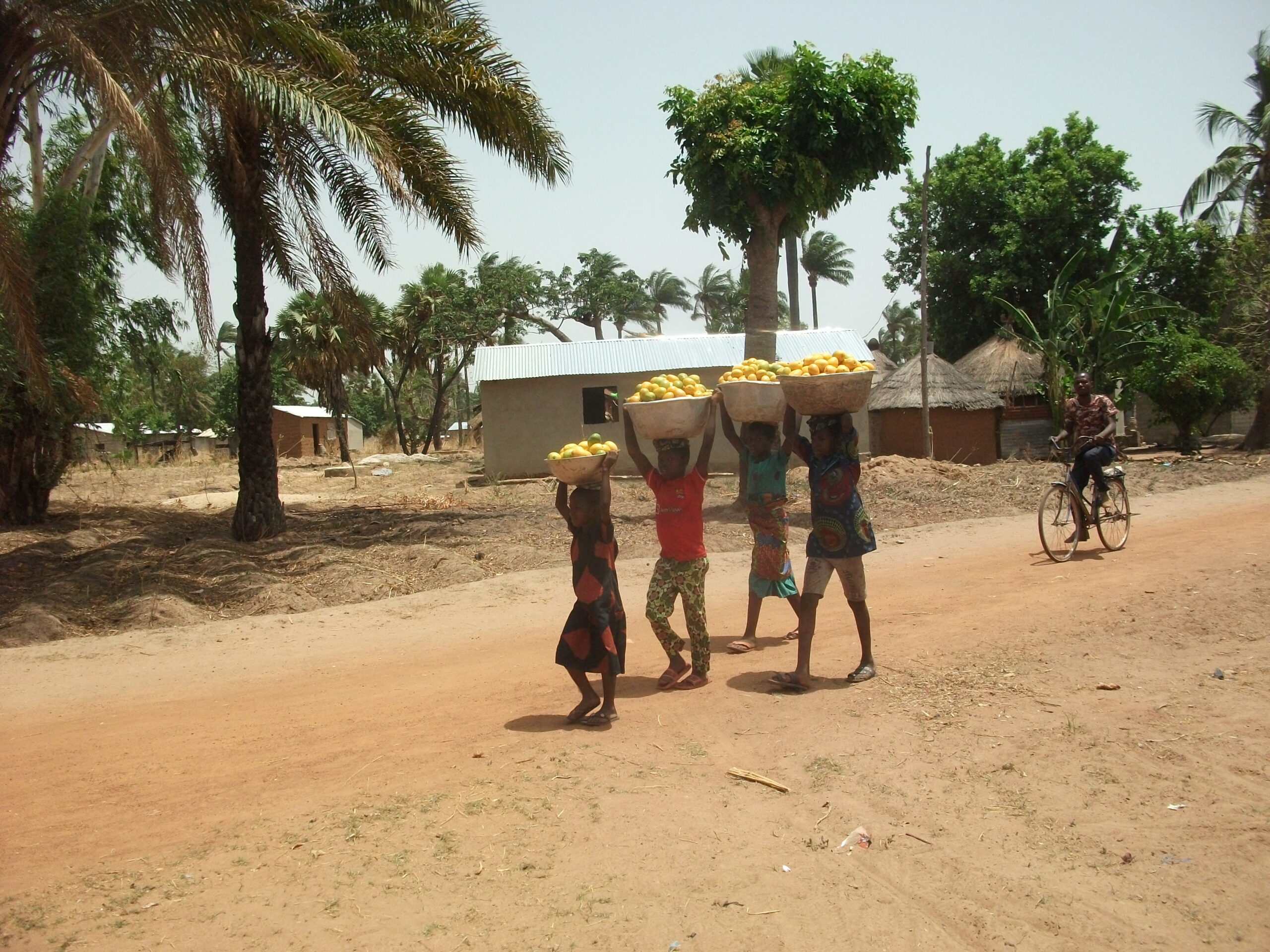 Famille togolaise revenant des champs avec mangues - succession terrain