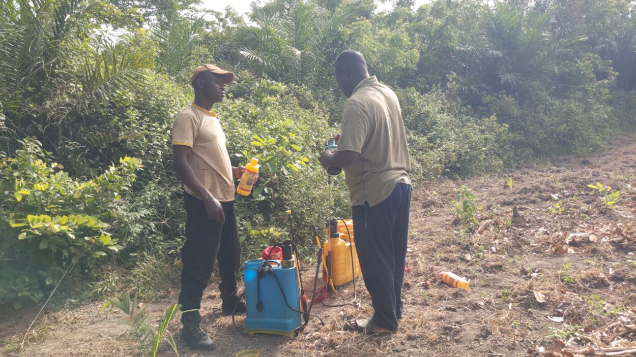 Travaux champetres Sud Togo terrain agricole succession