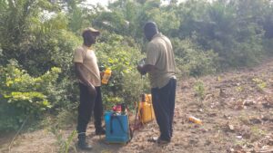 Travaux champetres Sud Togo terrain agricole succession
