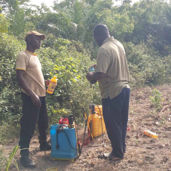 Travaux champetres Sud Togo terrain agricole succession