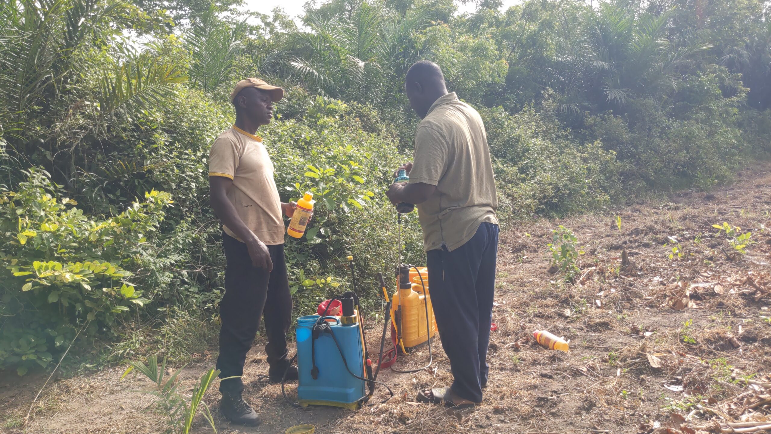 Travaux champetres Sud Togo terrain agricole succession